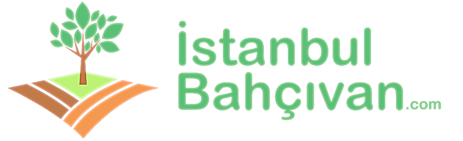 Mauris sit amet ipsum consequat